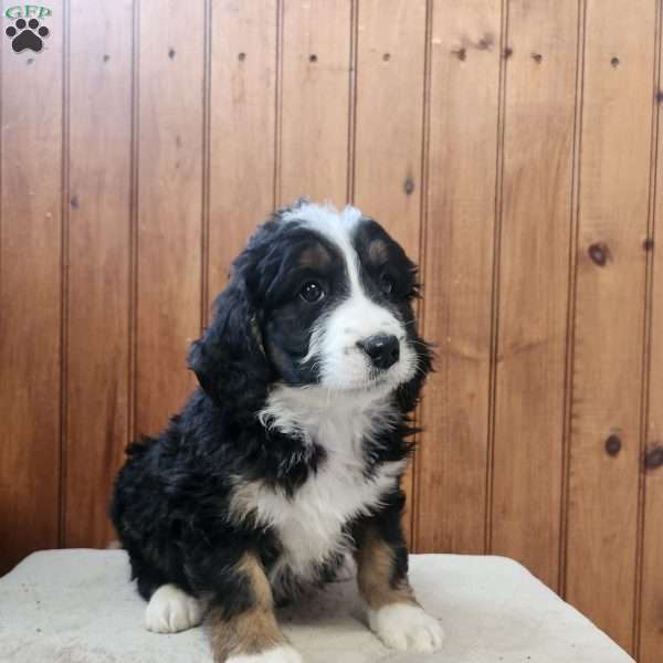 Meadow, Bernedoodle Puppy